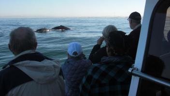 Mama and Baby Humpback
